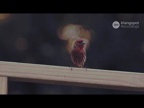 Zazenkai - Birdsong (Official Video)