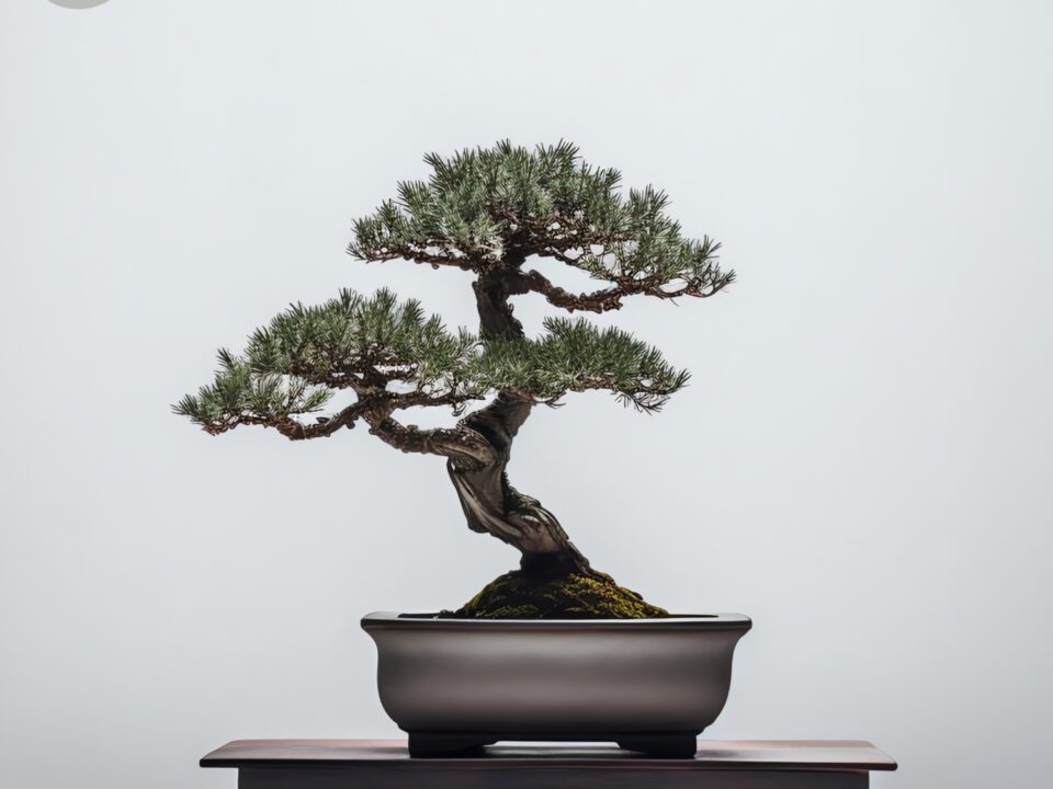 Bonsai Garden Spotify Playlist