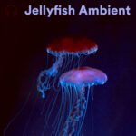 Jellyfish Ambient Spotify Playlist 🎧 Relaxing Ambient Soundscapes - ADHD Sleep Music Calming Soundscapes for Sleeping Jellyfish Ambient Spotify Playlist 🎧 Relaxing Ambient Soundscapes - ADHD Sleep Music Calming Soundscapes for Sleeping