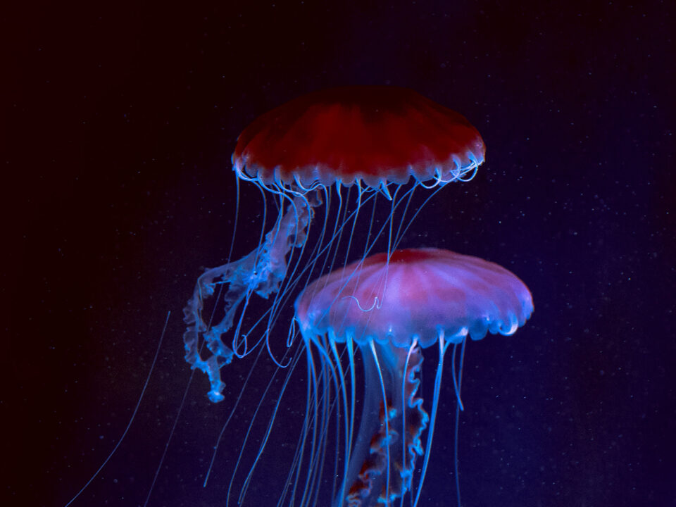 Jellyfish Ambient Spotify Playlist 🎧 Relaxing Ambient Soundscapes - ADHD Sleep Music Calming Soundscapes for Sleeping