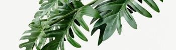 Music for Plant Growth Spotify Playlist
