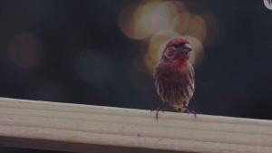 Video Thumbnail: Zazenkai - Birdsong (Official Video)