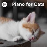 Piano for Cats Spotify Playlist - Calming Cat Music, Relaxing Music for Cats & Sleep Music for Cats with Anxiety