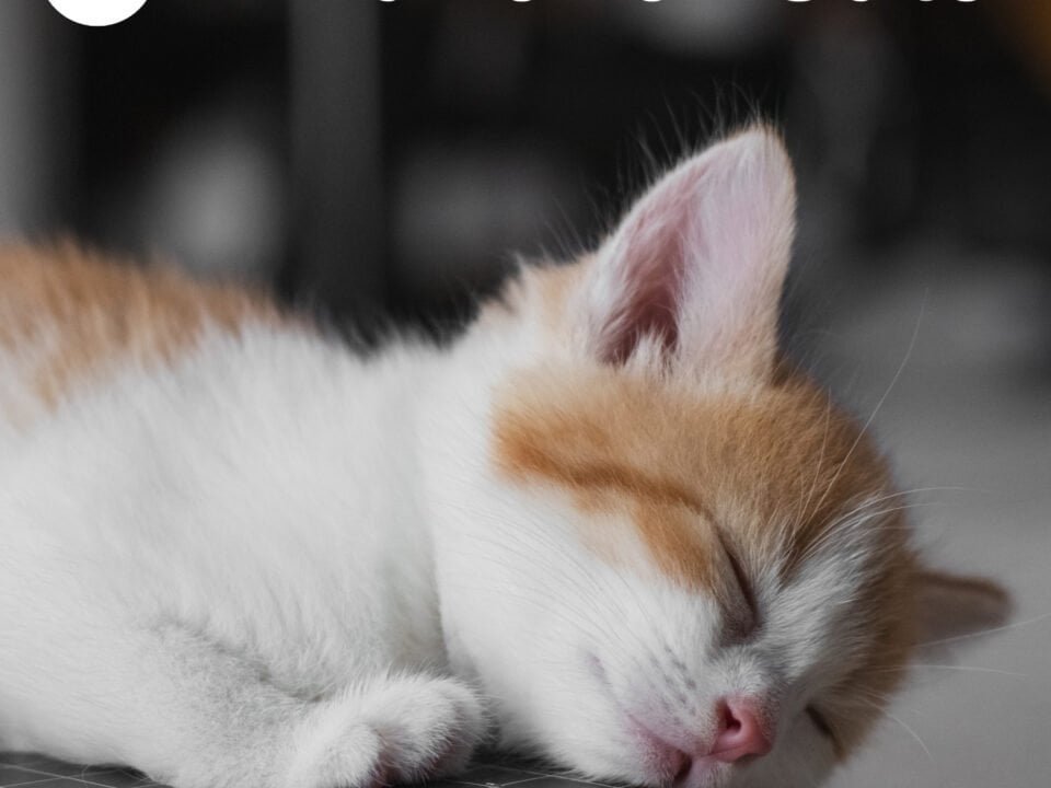 Piano for Cats Spotify Playlist - Calming Cat Music, Relaxing Music for Cats & Sleep Music for Cats with Anxiety