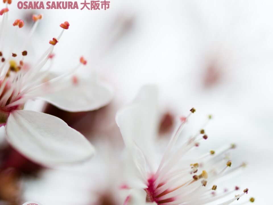 Geisha Tenderness - Osaka Sakura 大阪市